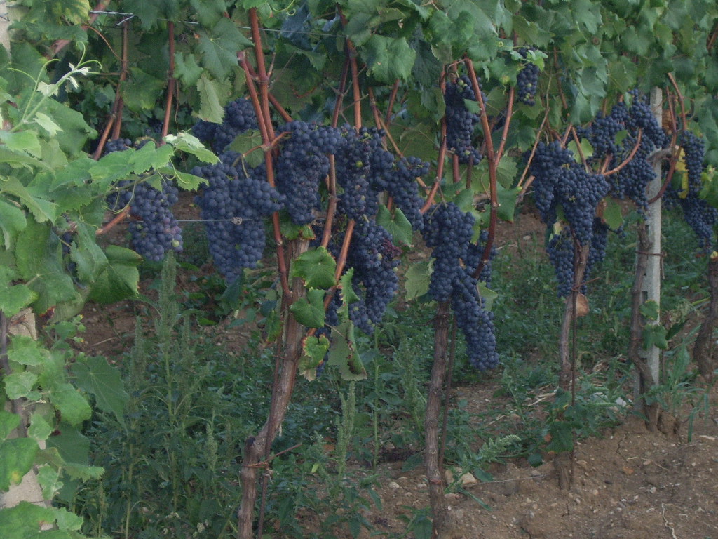 vigna